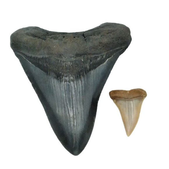 Prehistoric Otodus Megalodon Fossilized Shark Tooth Massive Top Quality Specimen - Picture 2 of 7
